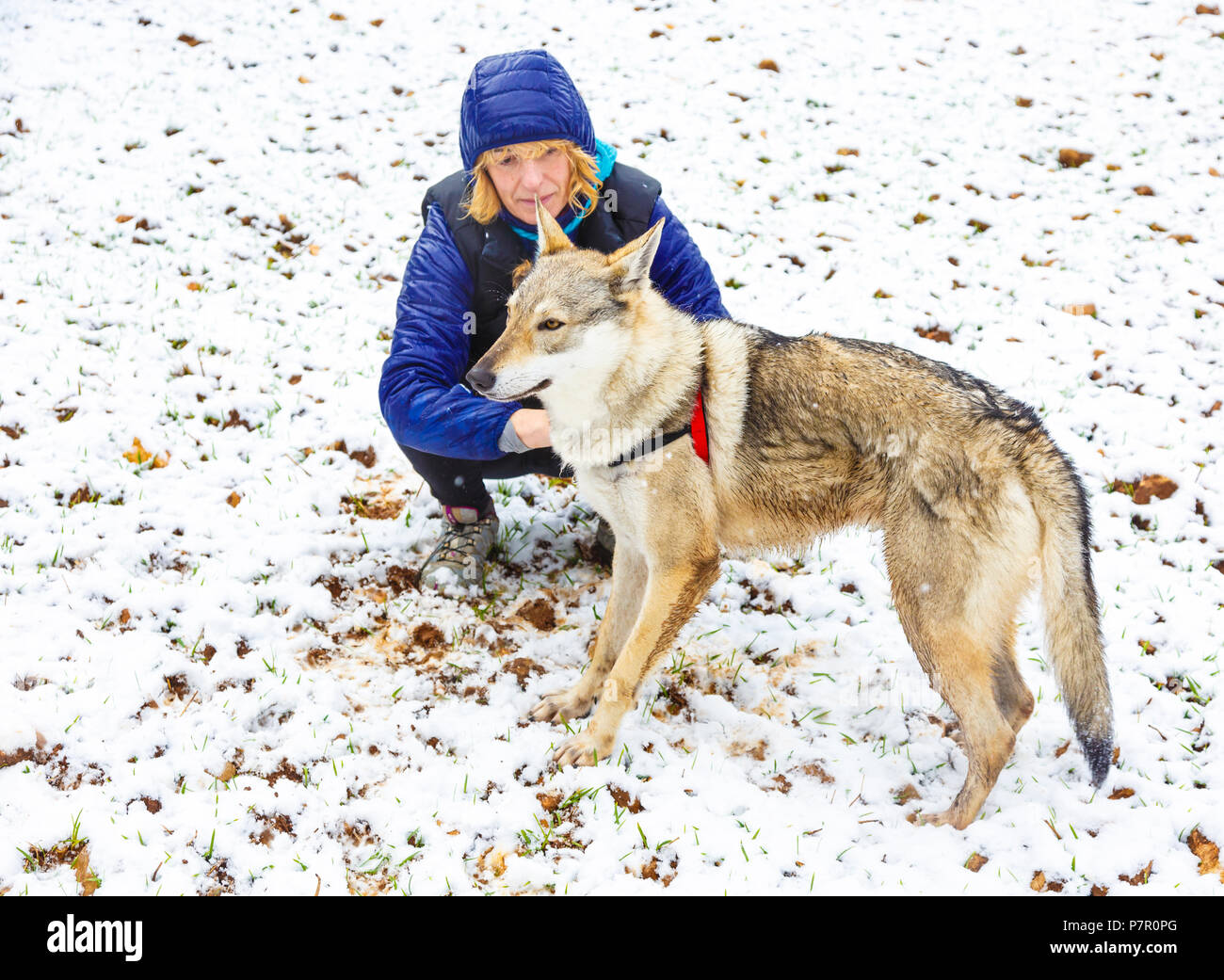 La donna nella neve con un wolfdog. Navarra, Spagna, Europa. Foto Stock