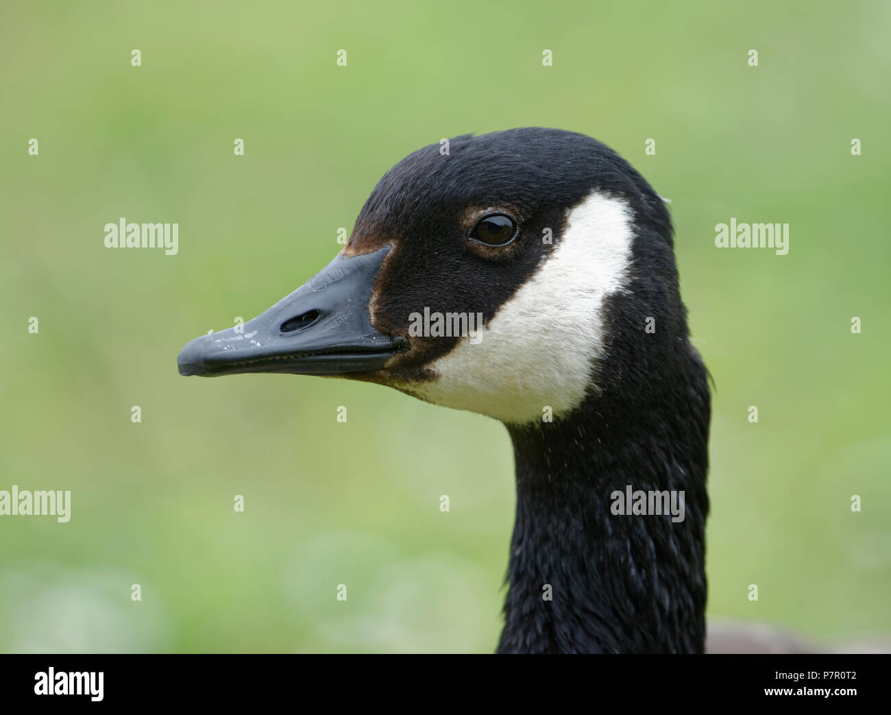 Canada Goose head close-up - Branta canadensis Foto Stock