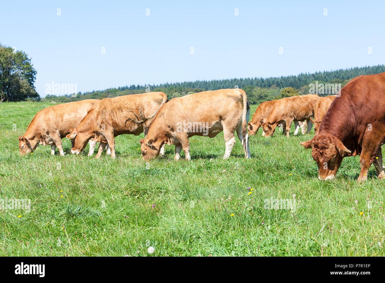 Allevamento di marrone Limousin bovini da carne, mucche al pascolo di Bull in un lussureggiante alpeggio Foto Stock