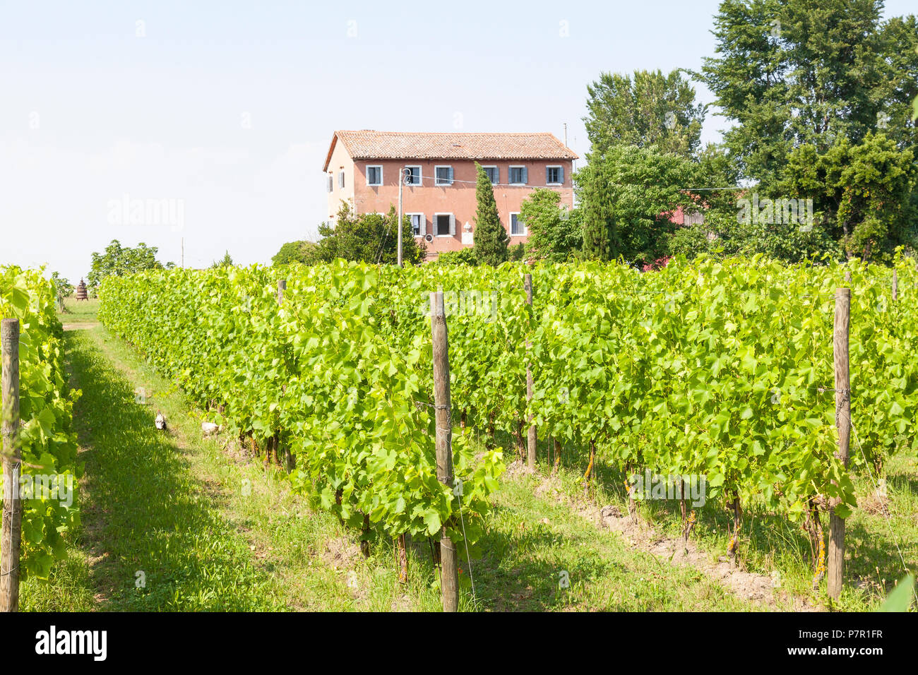 Orto Cantina sull'isola di Sant'Erasmo nella laguna di Venezia, Venezia, Italia con il casale e vigneti. Foto Stock