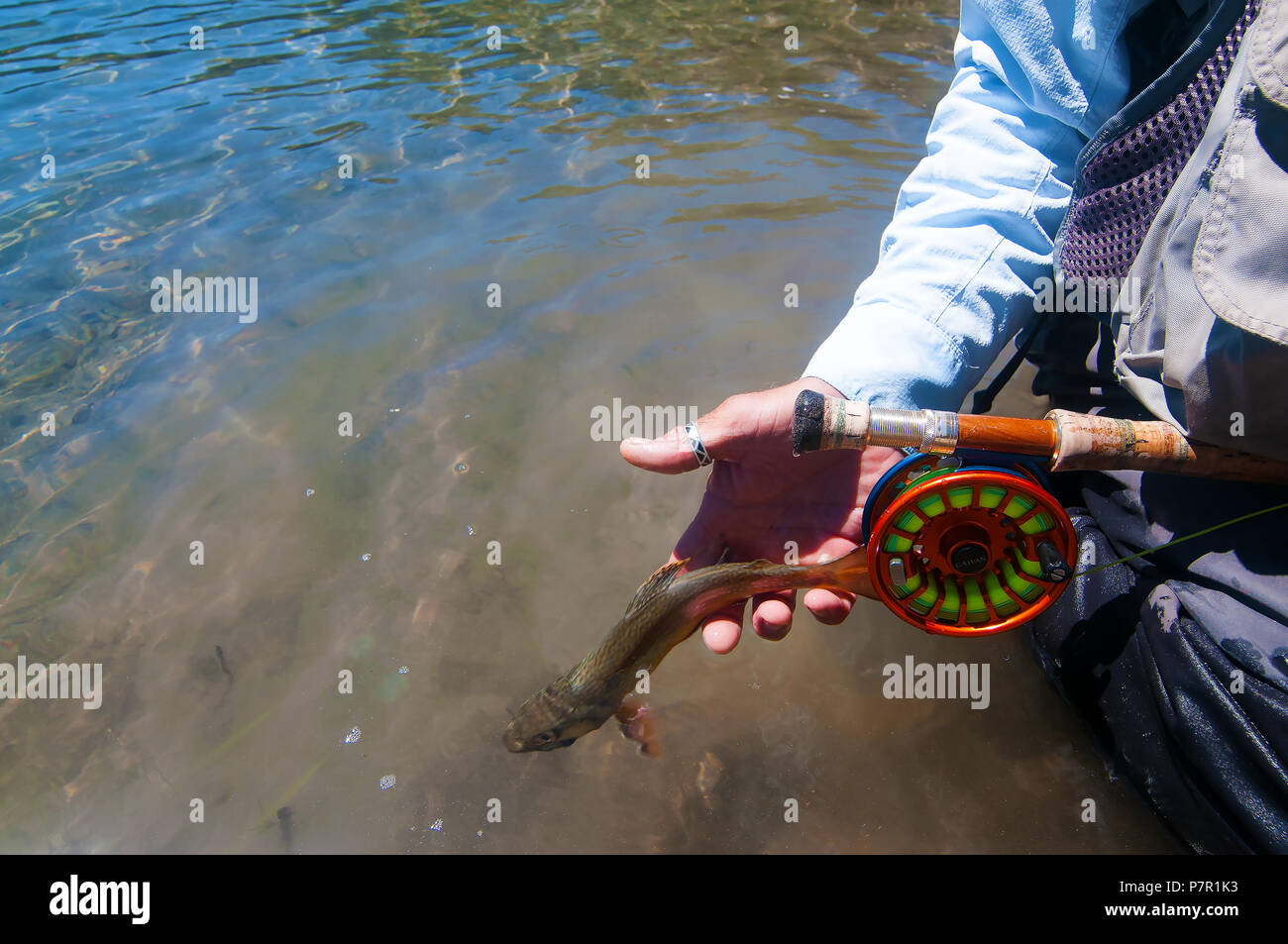 Molti dei piccoli laghi Mammoth Lakes zona offrono eccellenti opportunità di pesca per colorata trota di fiume come questa guida rivela. Foto Stock