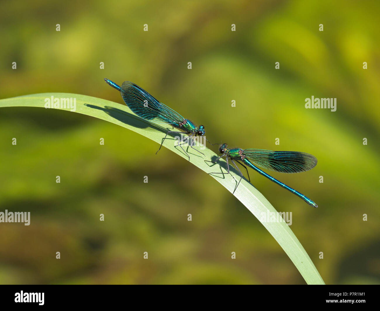 Nastrare Demoiselles Calopteryx splendens maschi in appoggio fiume Wensum. Norfolk Foto Stock