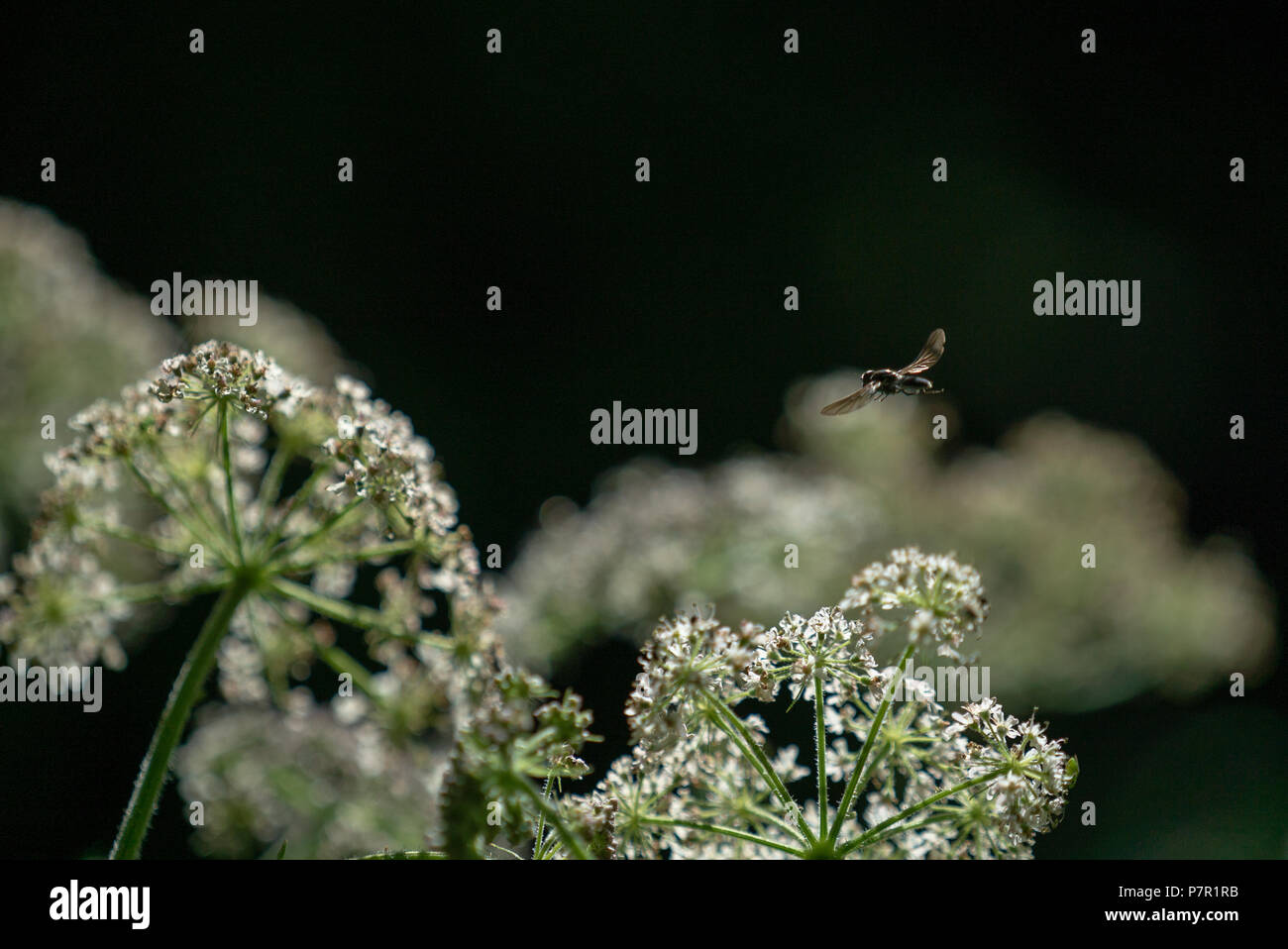 Sawfly orbitando attorno Anthriscus Sylvestris, West boschi, WILTSHIRE REGNO UNITO Foto Stock