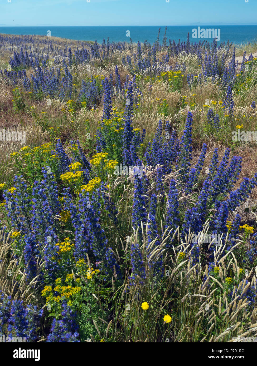 Le vipere Bugloss Echium vulgare giugno costa est della Scozia nei confini Foto Stock