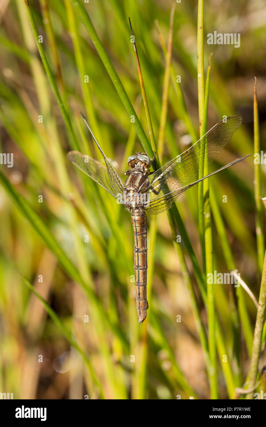 Una femmina keeled skimmer dragonfly, Orthetrum coerulescens, nei pressi di una piscina stagnante in un altrimenti essiccati-alto flusso nella nuova foresta durante il regno unito heatwa Foto Stock