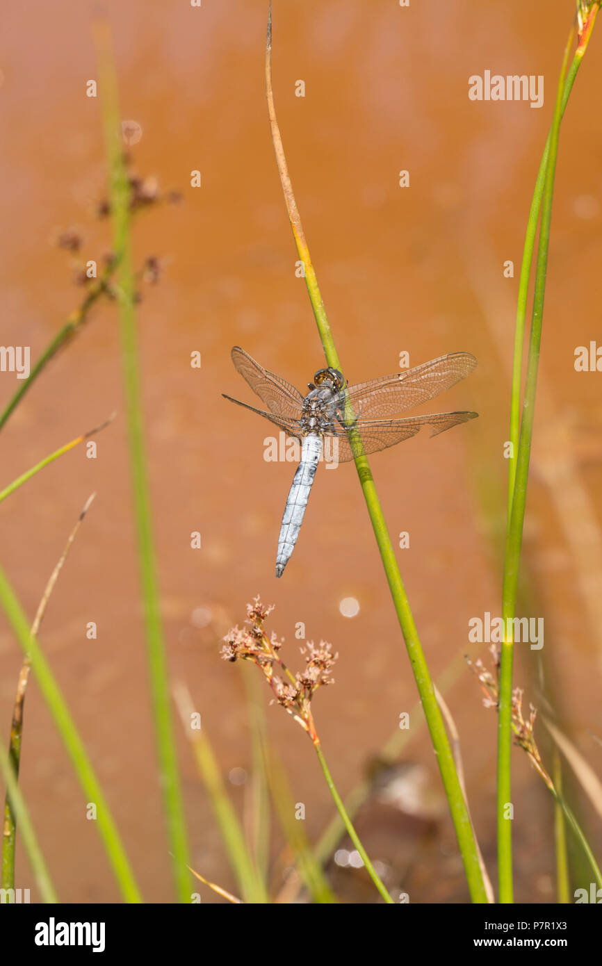 Un maschio keeled skimmer dragonfly, Orthetrum coerulescens, nei pressi di una piscina stagnante in un altrimenti essiccati-alto flusso nella nuova foresta durante la canicola del Regno Unito Foto Stock