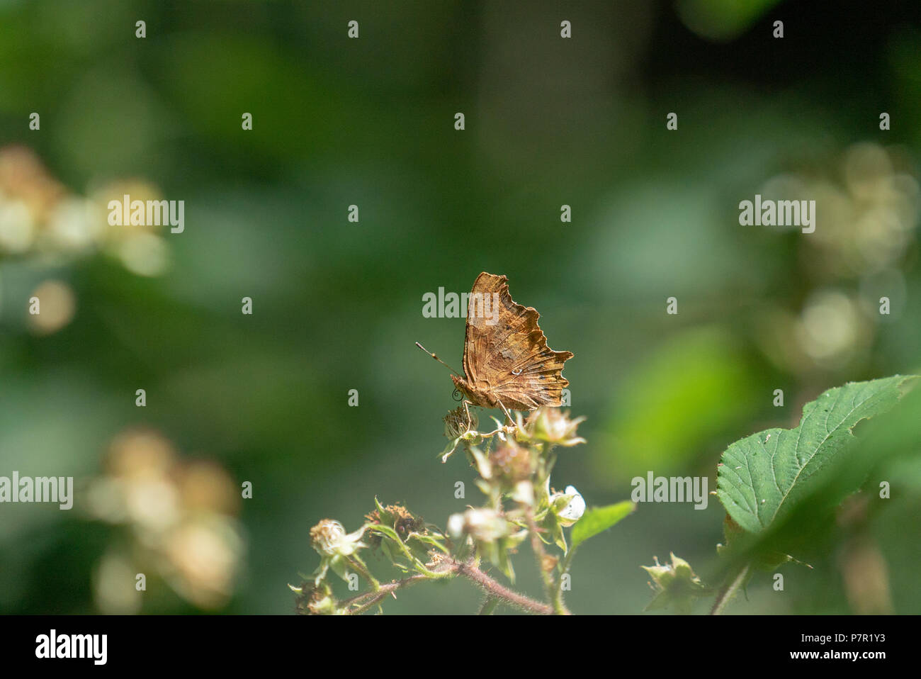North American butterfly Polygonia Satyrus trovati nei boschi di West Wiltshire REGNO UNITO Foto Stock