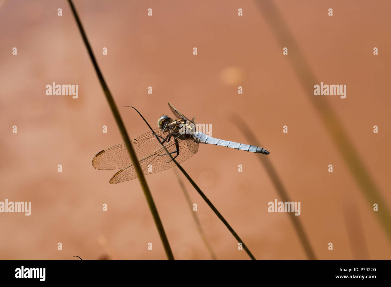 Un maschio keeled skimmer dragonfly, Orthetrum coerulescens, nei pressi di una piscina stagnante in un altrimenti essiccati-alto flusso nella nuova foresta durante la canicola del Regno Unito Foto Stock