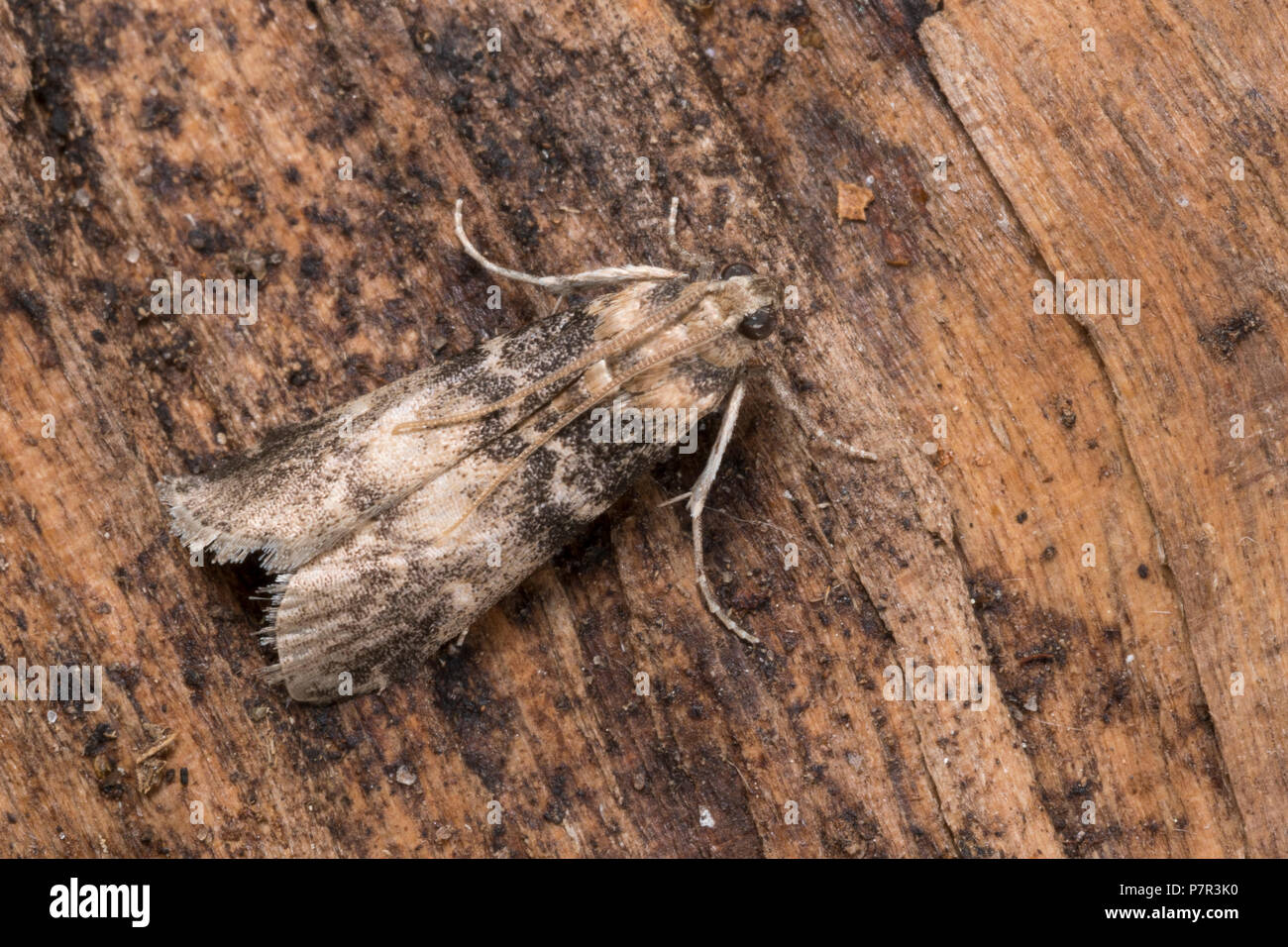 Zünsler, Euzophera pinguis, Phycis pinguis, tabby nodo-horn, Ash-corteccia nodo-horn, La Phycide du Frêne, Crambidae, Zünsler, Crambids Foto Stock
