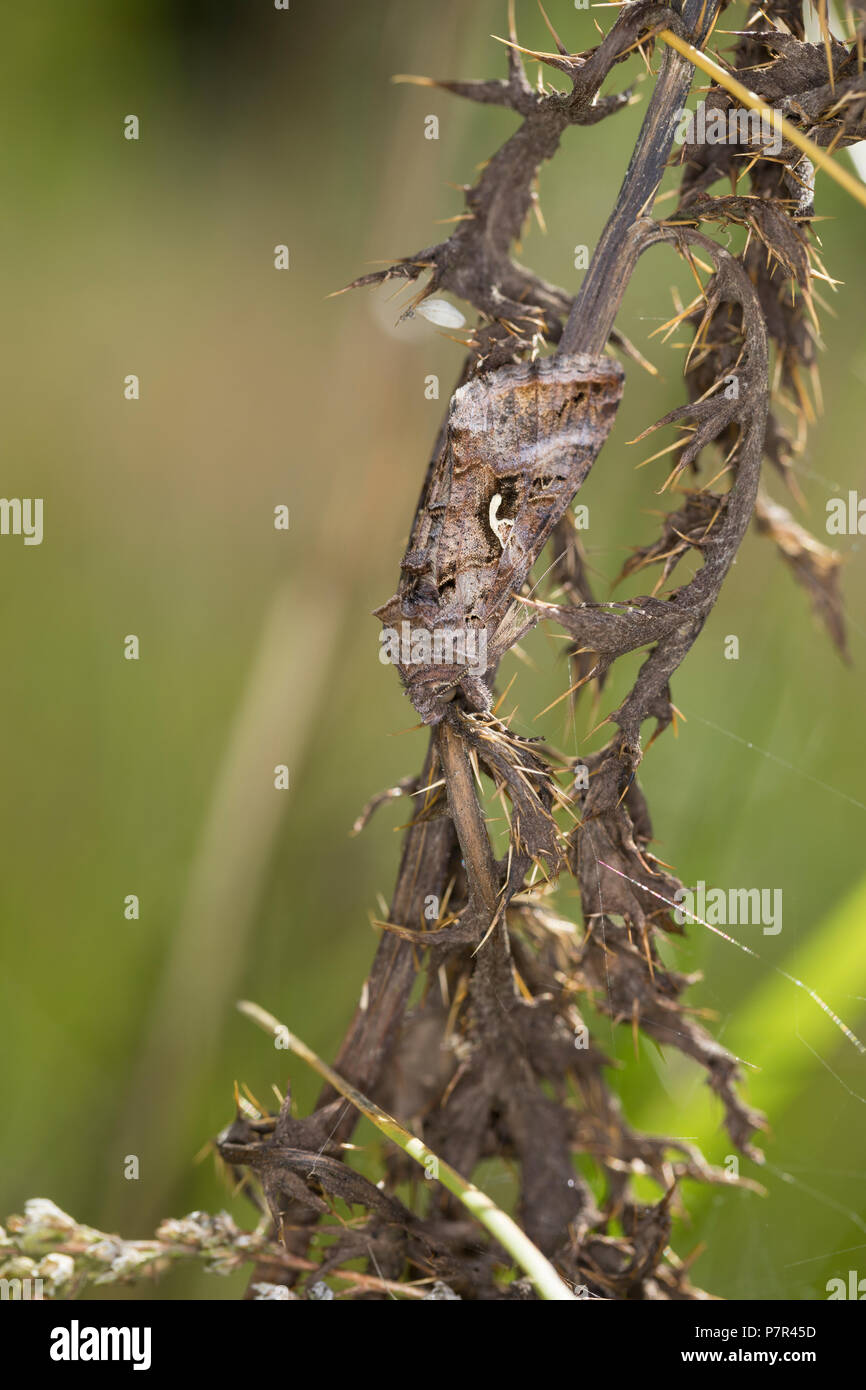 Gammaeule, Gamma-Eule, Pistoleneule, Autographa gamma, argento Y, le gamma, Noctuelle gamma, Eulenfalter, Noctuidae, noctuid falene, noctuid moth Foto Stock