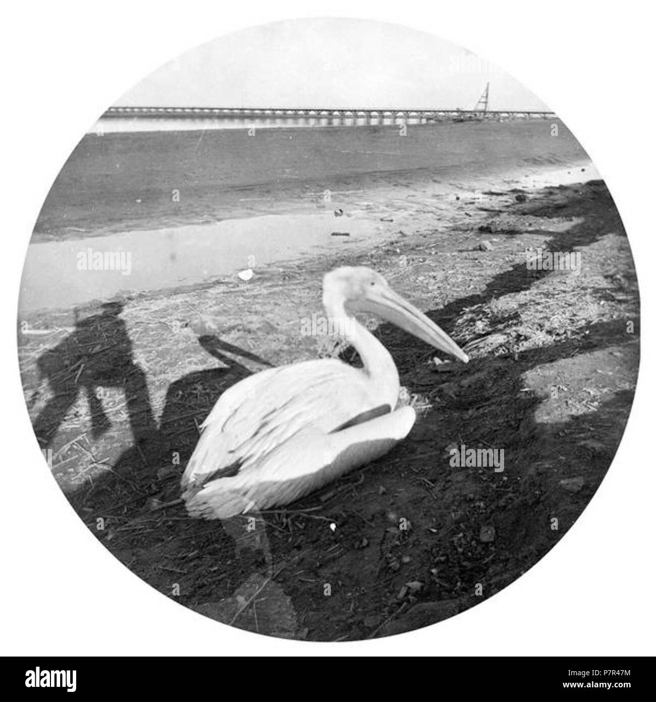 9 32. На Амударье близ железнодорожного моста Foto Stock