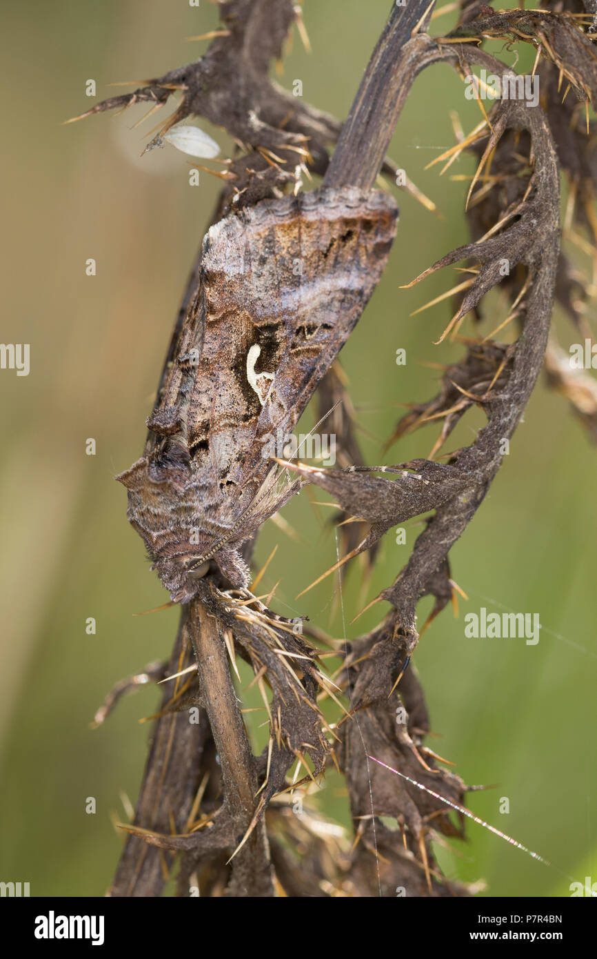 Gammaeule, Gamma-Eule, Pistoleneule, Autographa gamma, argento Y, le gamma, Noctuelle gamma, Eulenfalter, Noctuidae, noctuid falene, noctuid moth Foto Stock