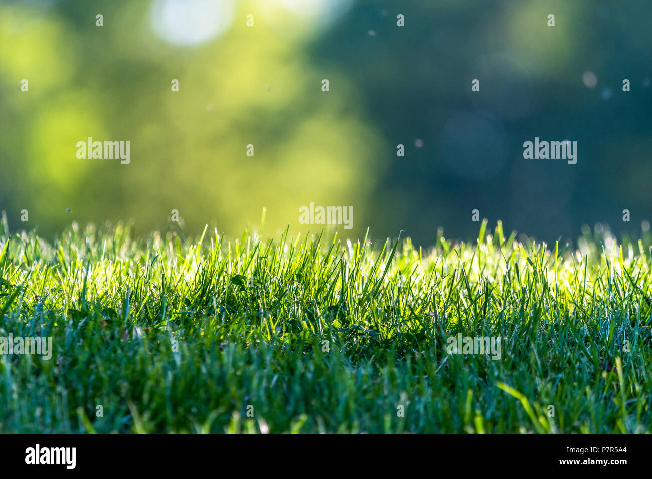 Fresco di erba verde in un parco con un abstract sfondo verde. Piccole mosche sono intorno a. Foto Stock