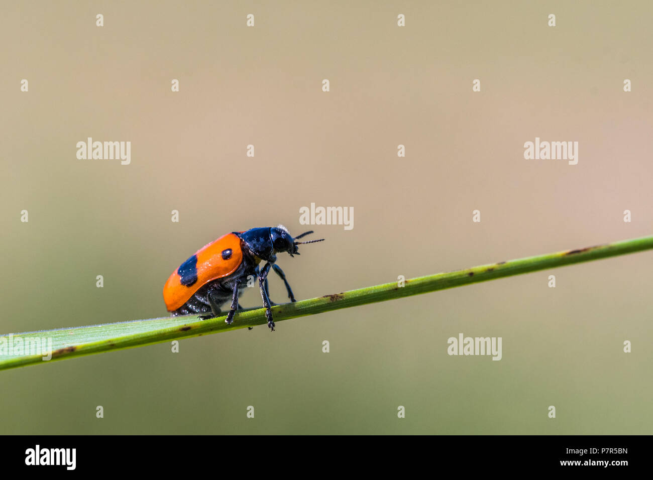 Piccolo sacchetto ant beetle con parte posteriore di colore rosso con un puntino nero arrampicata erba verde. Macro con profondità di campo ridotta. Noto anche come Clytra laeviuscula Foto Stock