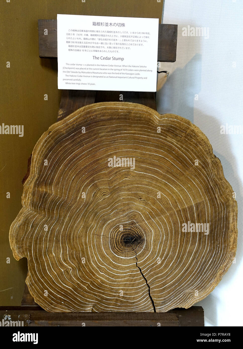 Inglese: visualizzare in Hakone Checkpoint Exhibition Hall - Hakone no Seki (barriera station) - Hakone, Giappone. Il 3 settembre 2016, 23:21:10 63 Cedar moncone da Hakone Cedar Avenue - Hakone Checkpoint Exhibition Hall - Hakone no Seki (barriera station) - Hakone, Giappone - DSC06047 Foto Stock