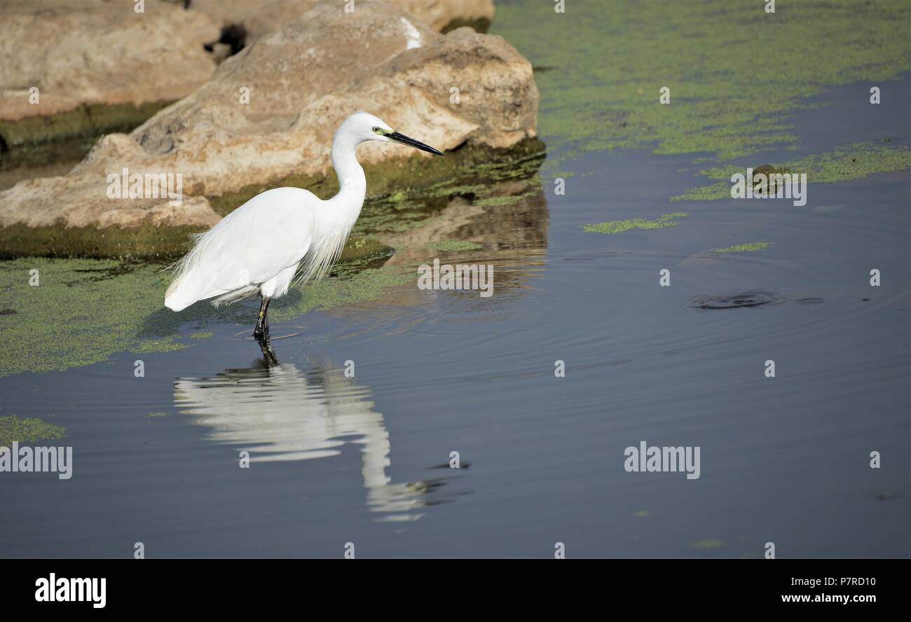 Garzetta riflessione sull acqua Foto Stock