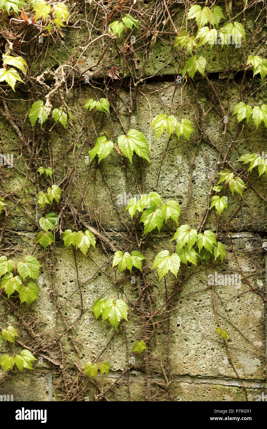 Verde edera sul vecchio muro Foto Stock