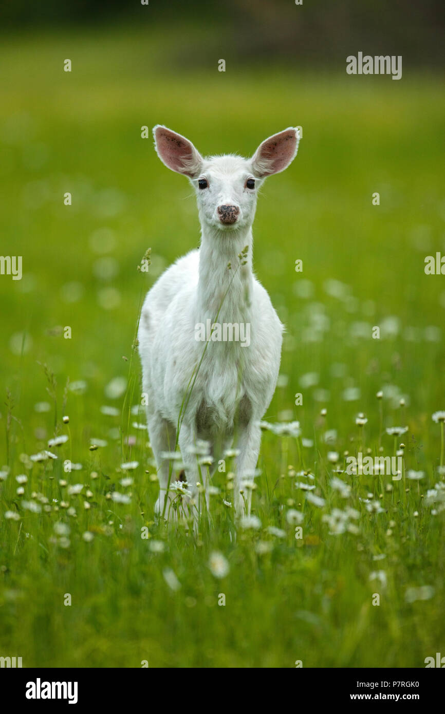 White-tailed deer, Leucistic forma, New York, doe, 'ghost cervi" Foto Stock