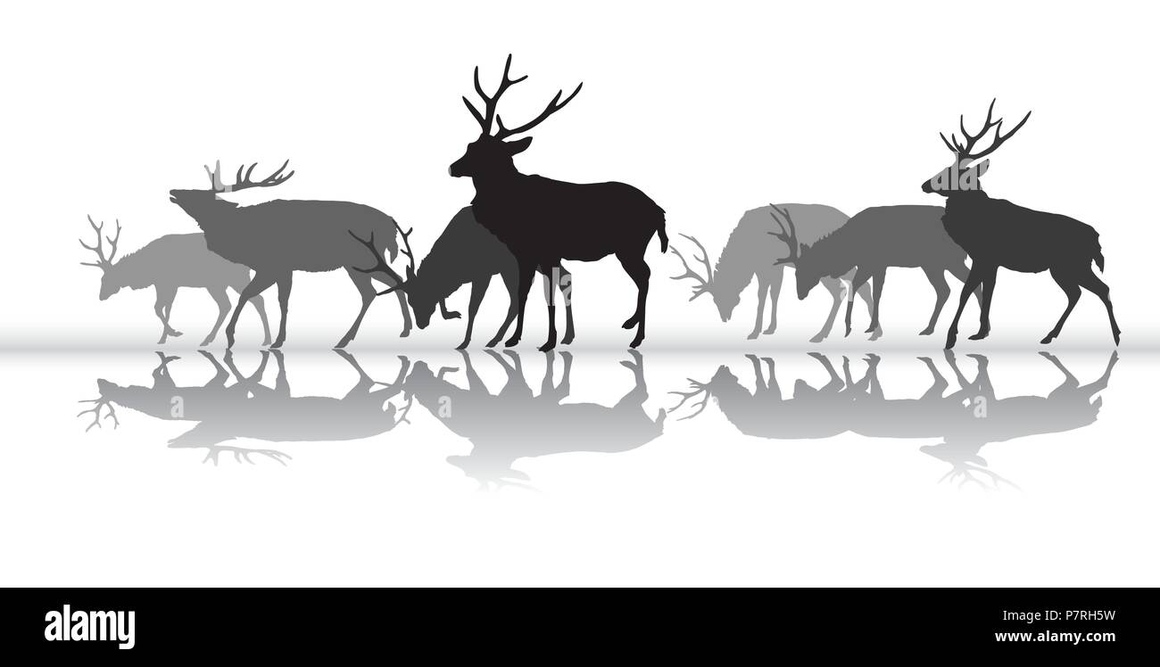 Gruppo di nero e grigio sagome isolati a piedi cervi maschi (cervo) con la riflessione isolata su sfondo bianco. Illustrazione Vettoriale. Illustrazione Vettoriale