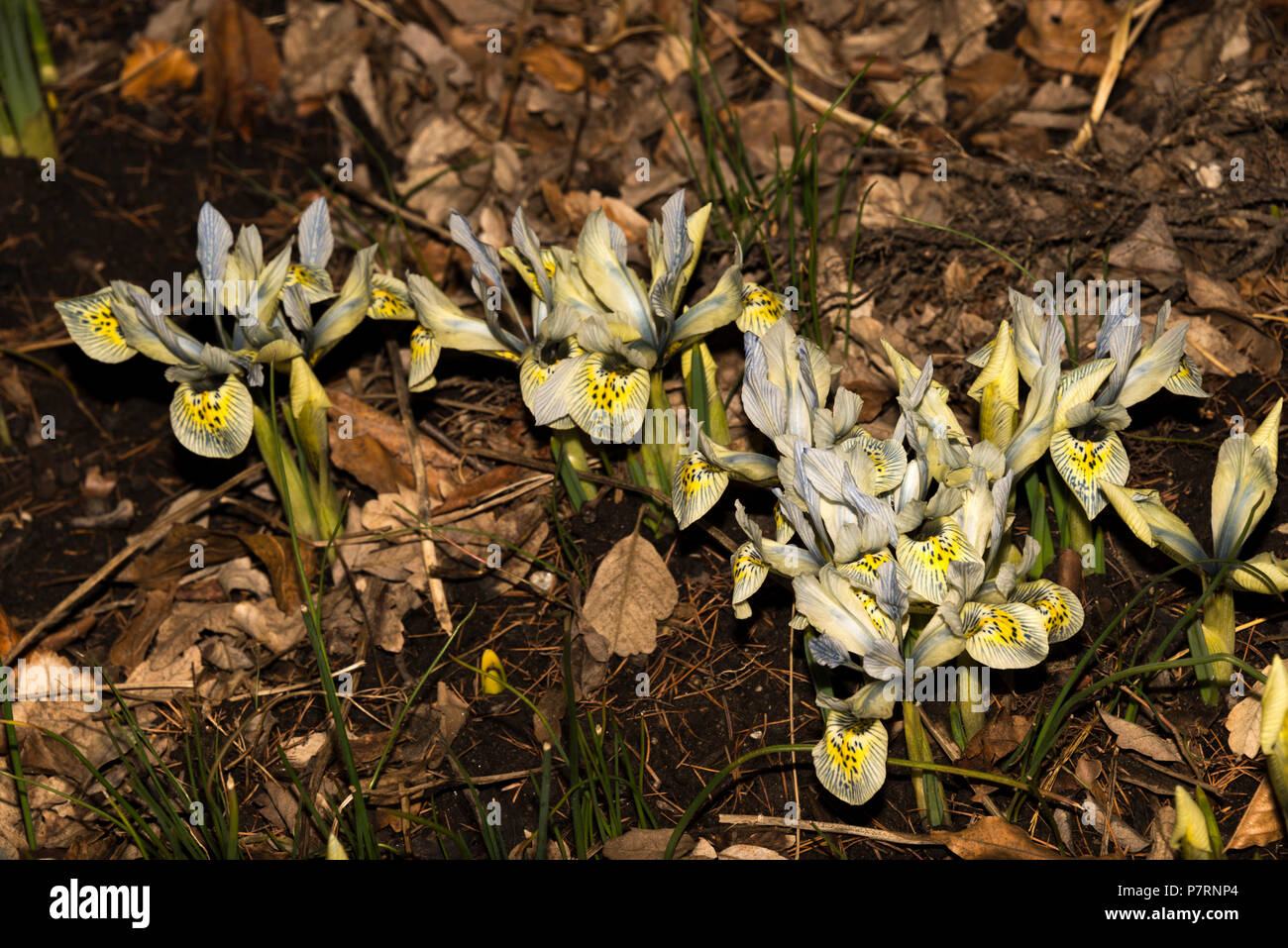 Nana Iris bulbosa Katharine Hodgkin Foto Stock