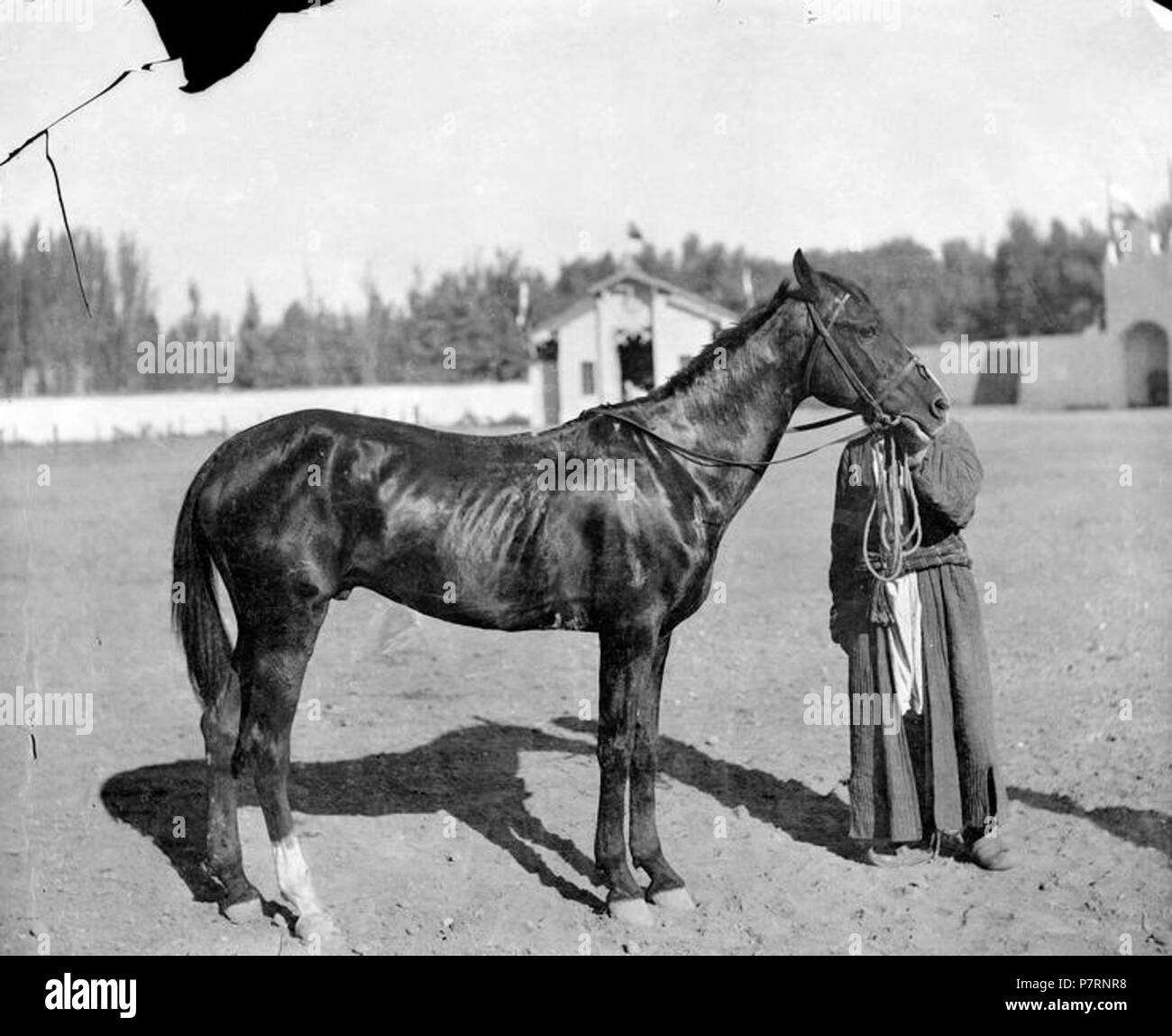 9 28. Лошадь генерала Анненкова Foto Stock