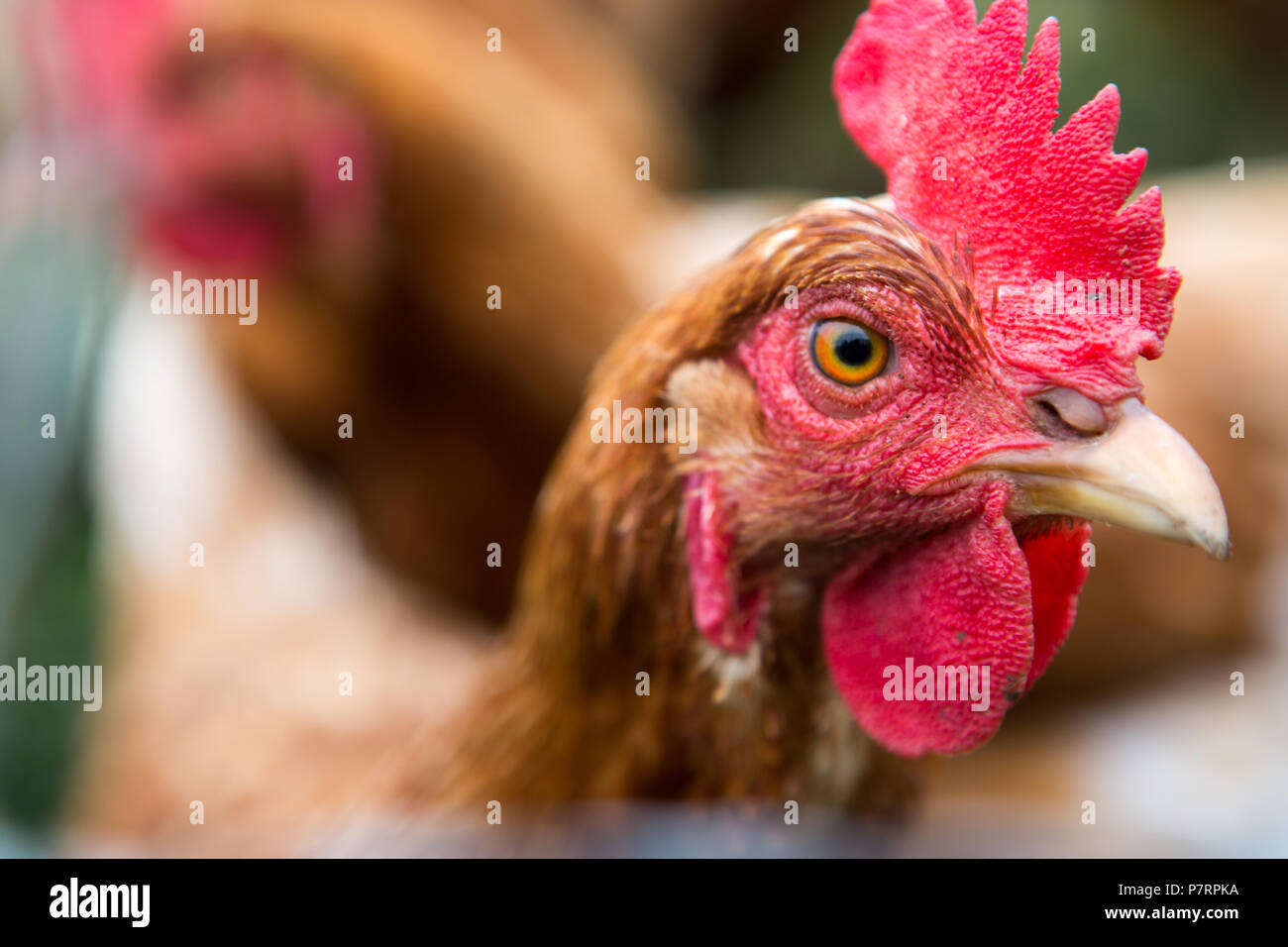 Pollo su di una azienda agricola biologica Foto Stock