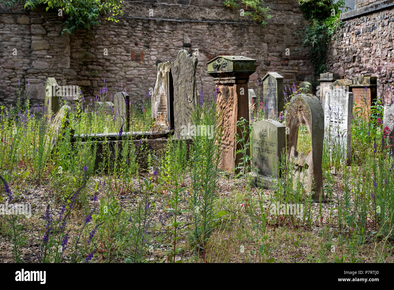 Erbacce crescente tra thegraves nel cimitero ebraico in quello che fu il primo ebreo terreno di sepoltura in Scozia, aperto nel 1816. Foto Stock