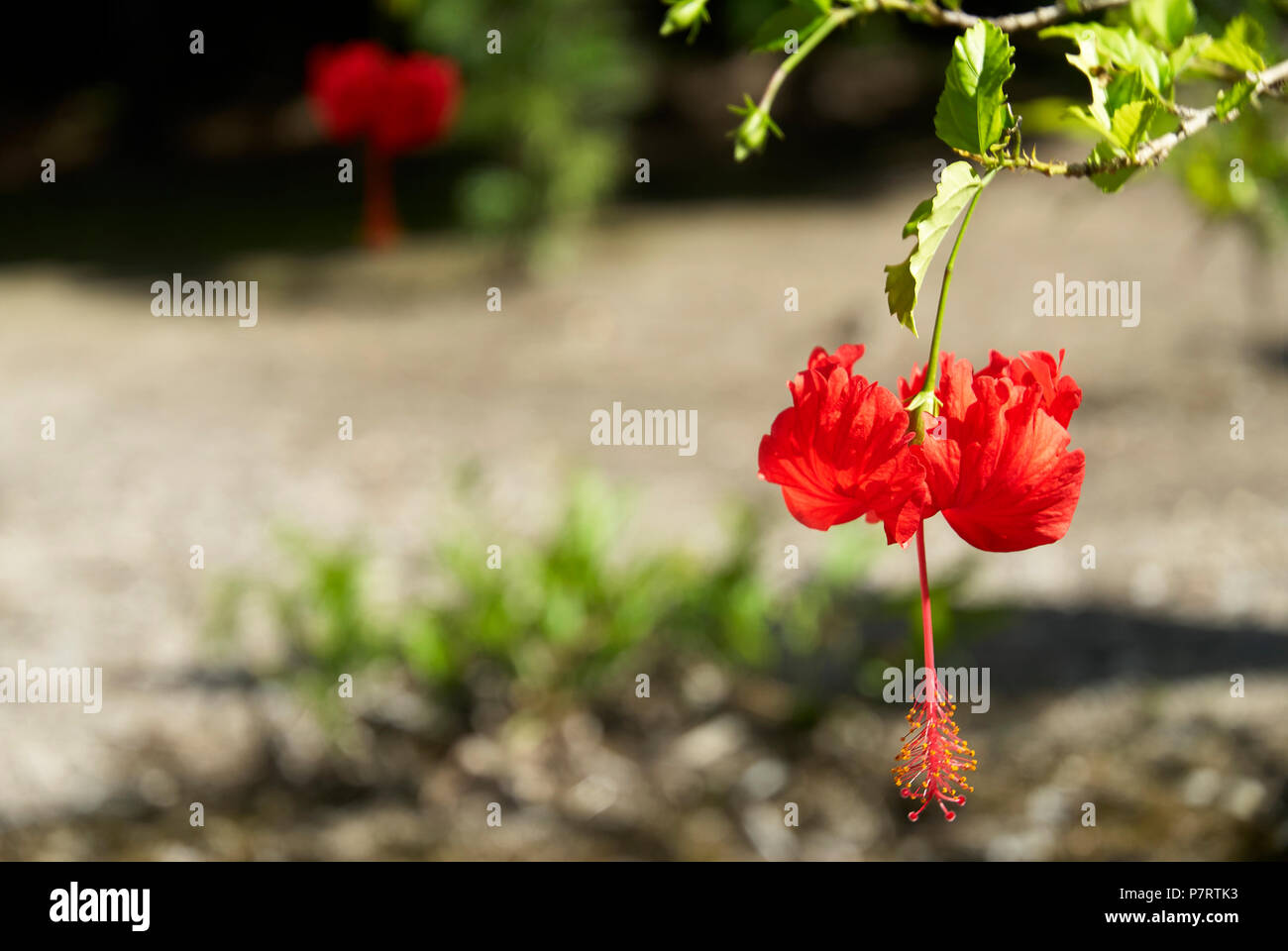 Hibiscus, anche rosa malva, pianta flowering in Campeche, Messico. Specie Hibiscus rosa-sinensis, anche ibisco cinese, Cina rosa o Hawaiian hibis. Foto Stock