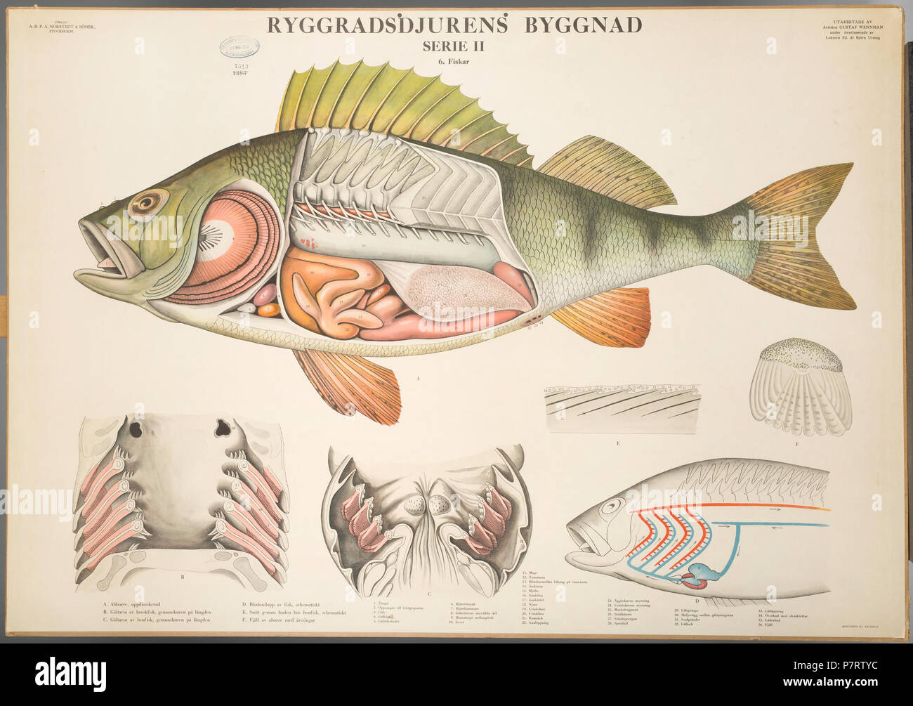 . Svenska: Ryggradsdjuren byggnad - aborre 1865-1947 178 Gustaf Wennman-Ryggradsdjuren byggnad Foto Stock