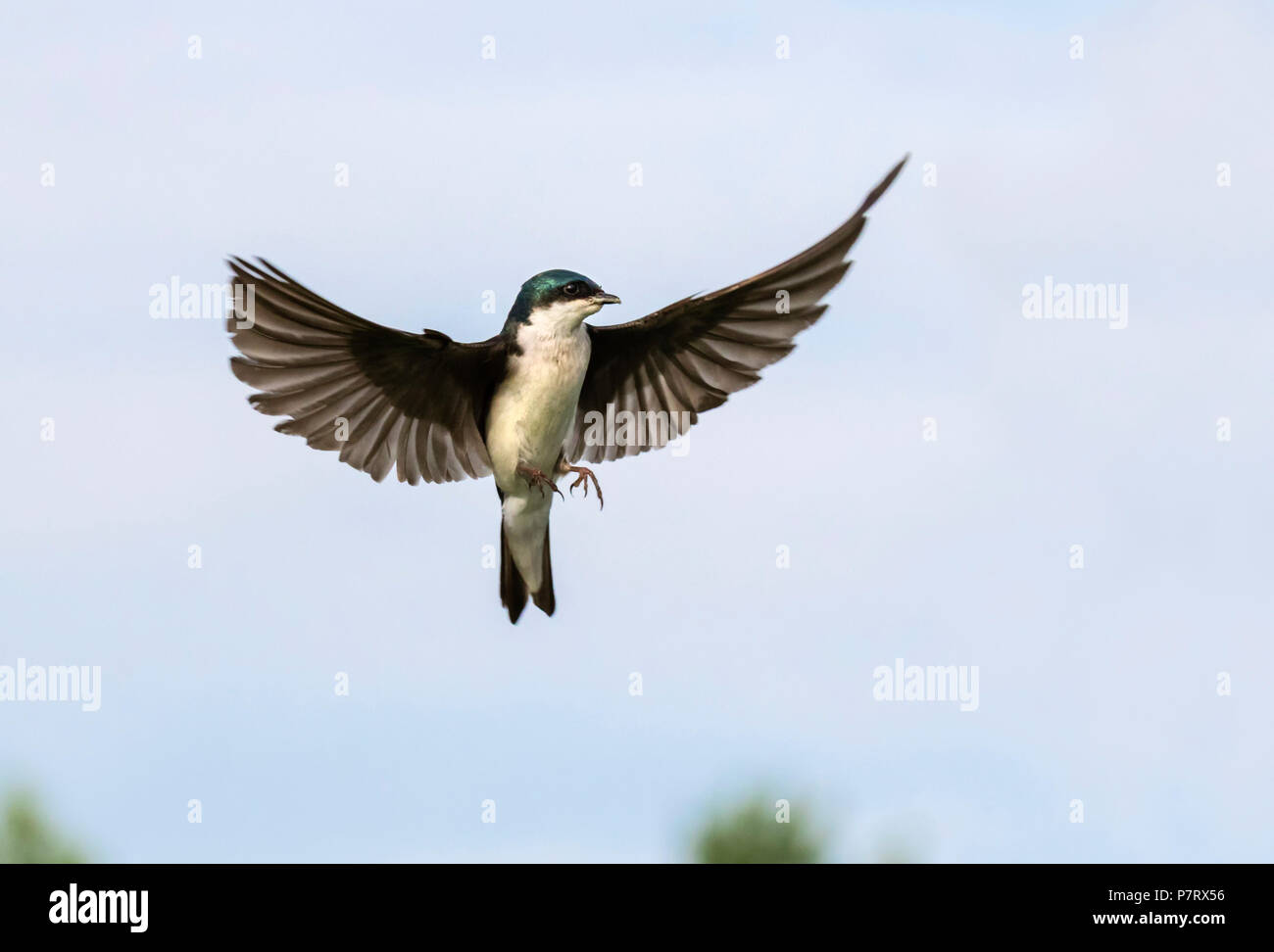 Tree swallow (Tachycineta bicolore) battenti, Iowa, USA Foto Stock