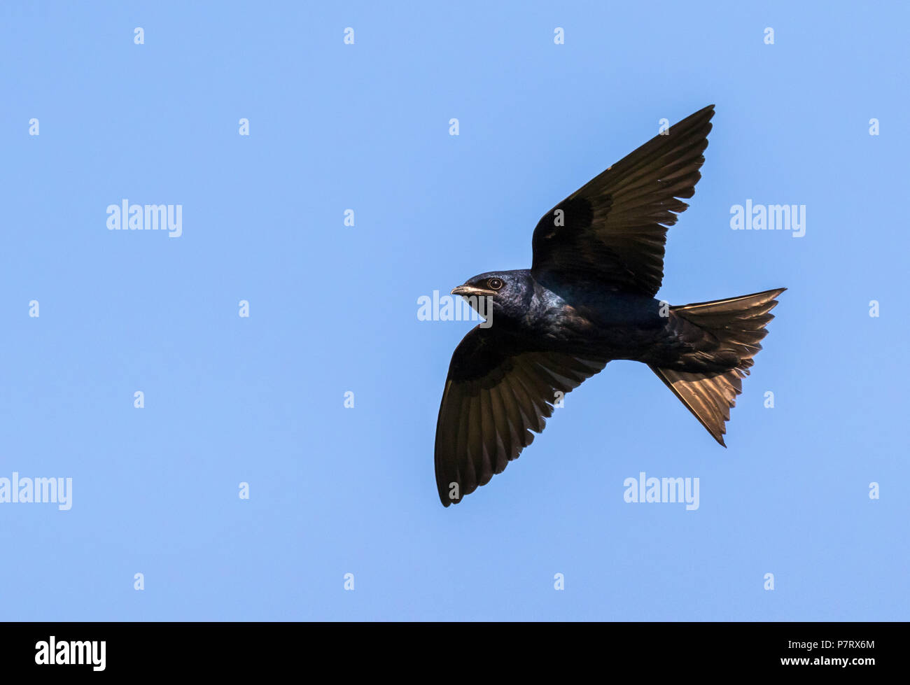 Viola maschio martin (Progne subis) volare nel cielo blu, Iowa, USA Foto Stock