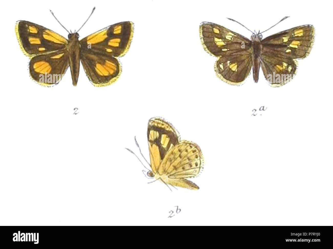 20 AmpittiaMaroides 786 2 Fitch Foto Stock