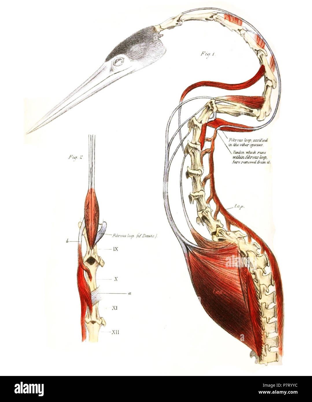 Anatomia di Anhinga anhinga - Fig. 1. Vista del lato sinistro del collo di Plotus anhinga, dissezionato. l.c.a. longus colli muscolo anteriore; l.c.p. longus colli muscolo posteriore. Il rappresentante fibroso di Donitz's bridge è visto attaccato alla nona vertebra cervicale. Fig. 2. Vista di una parte della regione posteriore del collo del Plotus anhinga. Le cifre romane si riferiscono alle vertebre cervicali contato dalla testa. Donitz's bridge è visto attaccato al nono; e a è visibile anche un nastro fibroso che è di analoga funzione, attaccato all'undicesimo. A b si vede il fasciculus del tendine del th Foto Stock