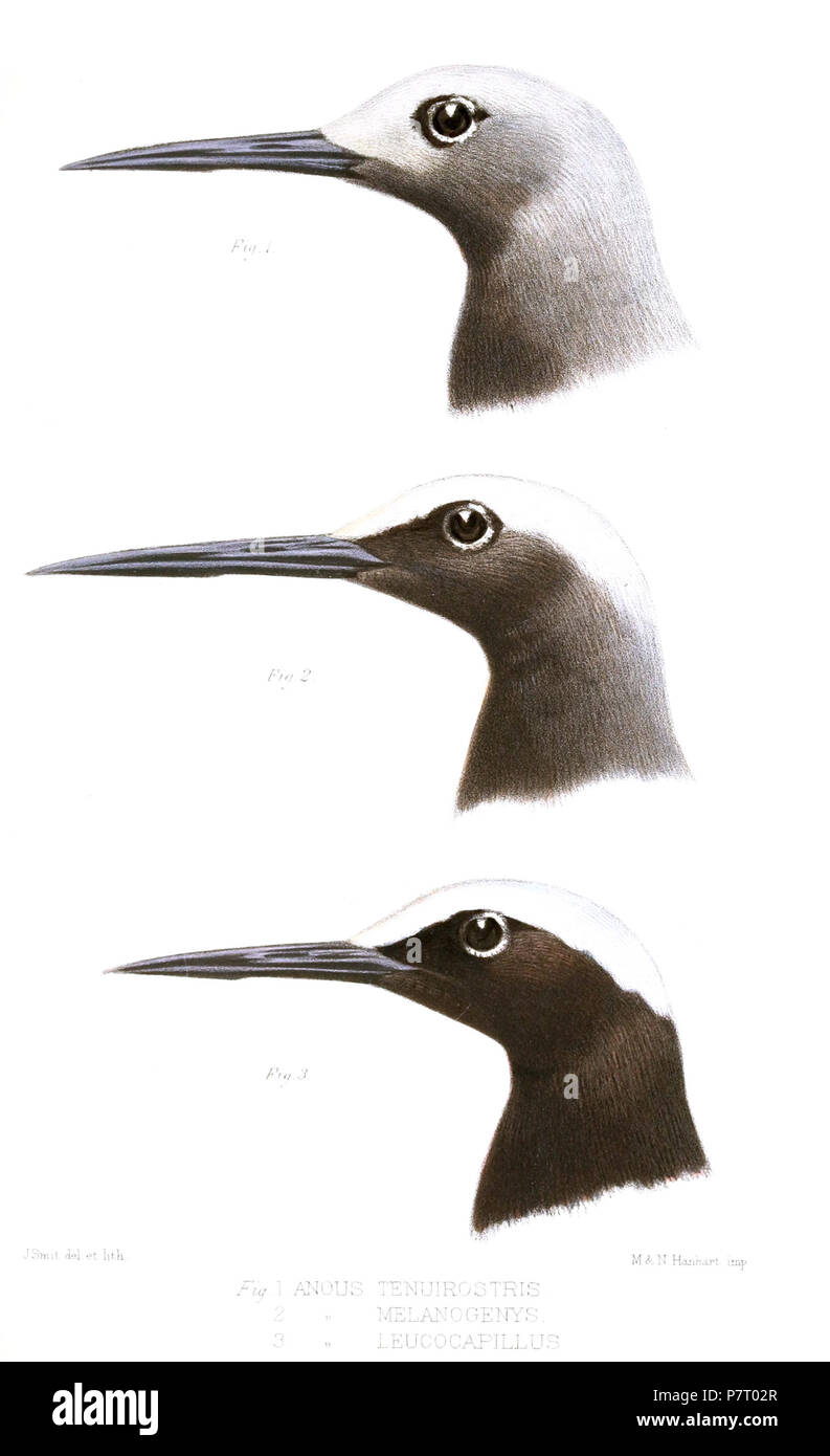 (Top) Anous tenuirostris = Anous tenuirostris tenuirostris (Temminck, 1823) (centro) [Anous] melanogenys = Anous minutus americanus (Mathews, 1912) (fondo) [Anous] leucocapillus, Isola di Bristow = Anous minutus minutus Boie, 1844 Inglese: Noddy minore (top); Noddy Nero (al centro e in basso) . 1876 (pubblicato 1877) 23 AnousSmit Foto Stock