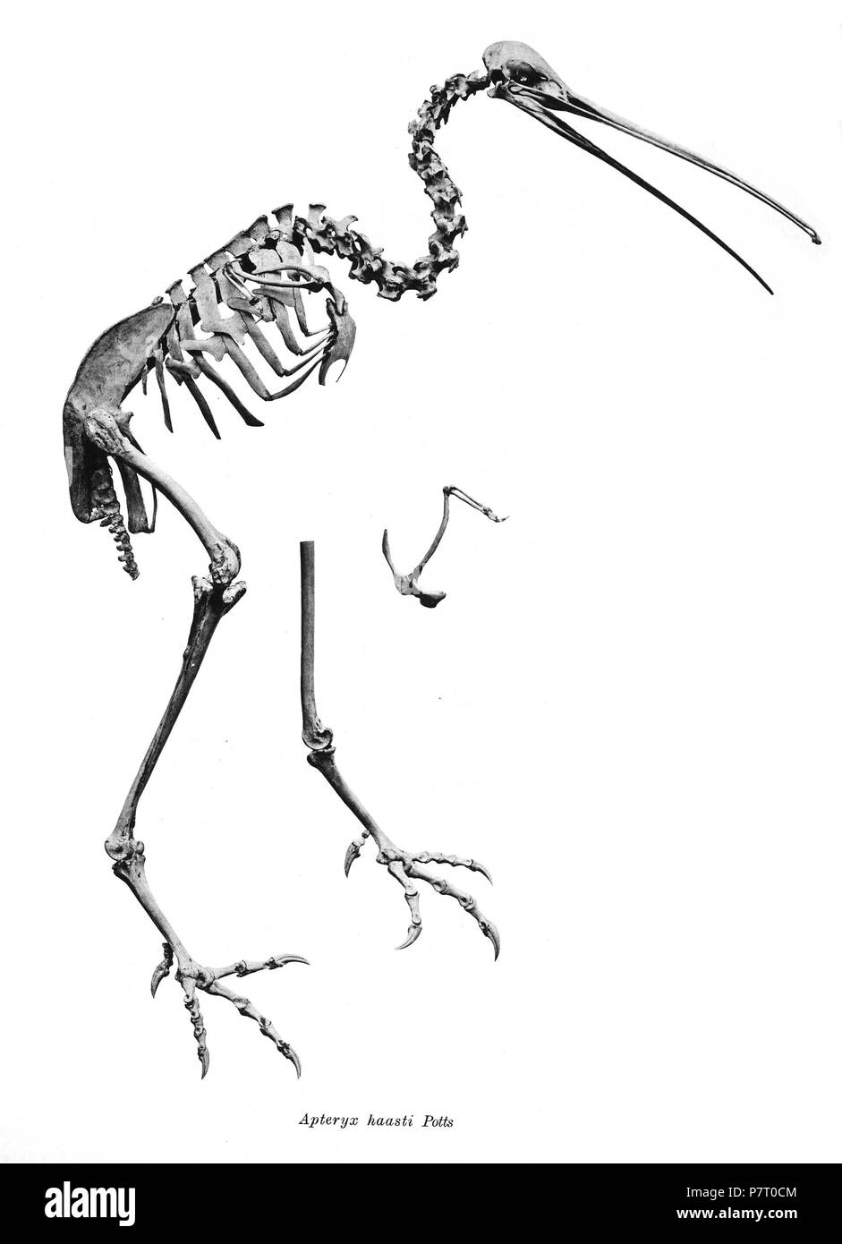 Scheletri di uccelli. Notare che la corrente i nomi scientifici devono essere verificati. Apteryx haasti . 1897 25 Apteryx haasti 231 Foto Stock