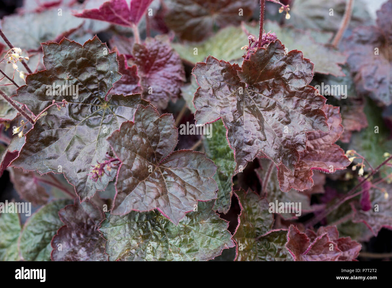 Heuchera micrantha "Palazzo viola' Foto Stock