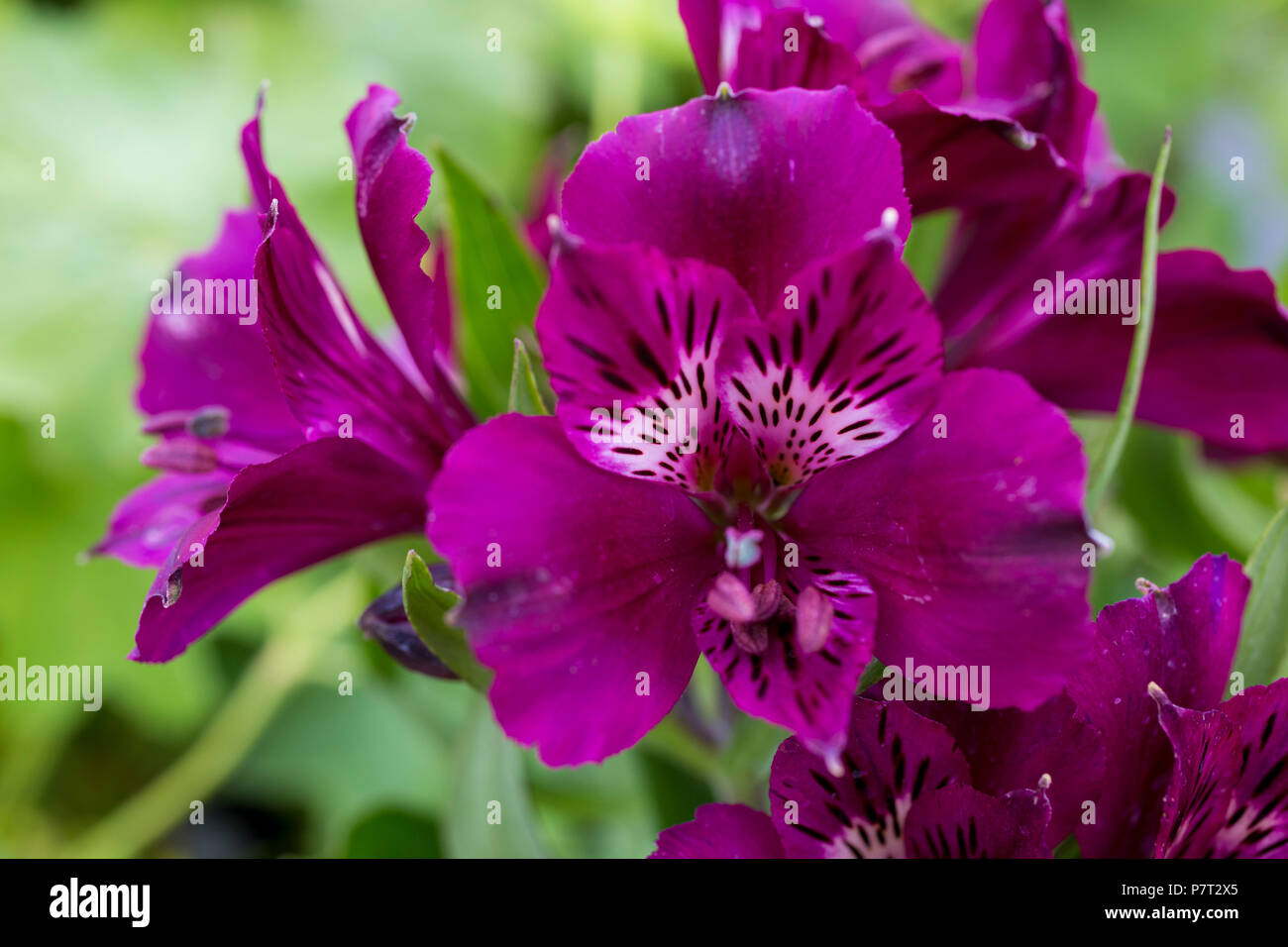 Alstroemeria 'Inca viola' serie Inca Foto Stock
