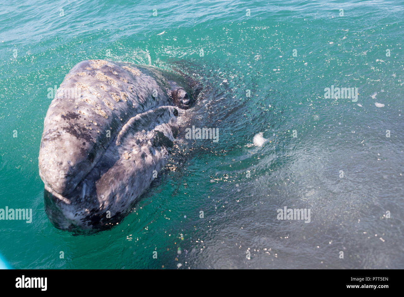 Balena Grigia vitello guardando al di fuori dell'acqua, Baja California Foto Stock