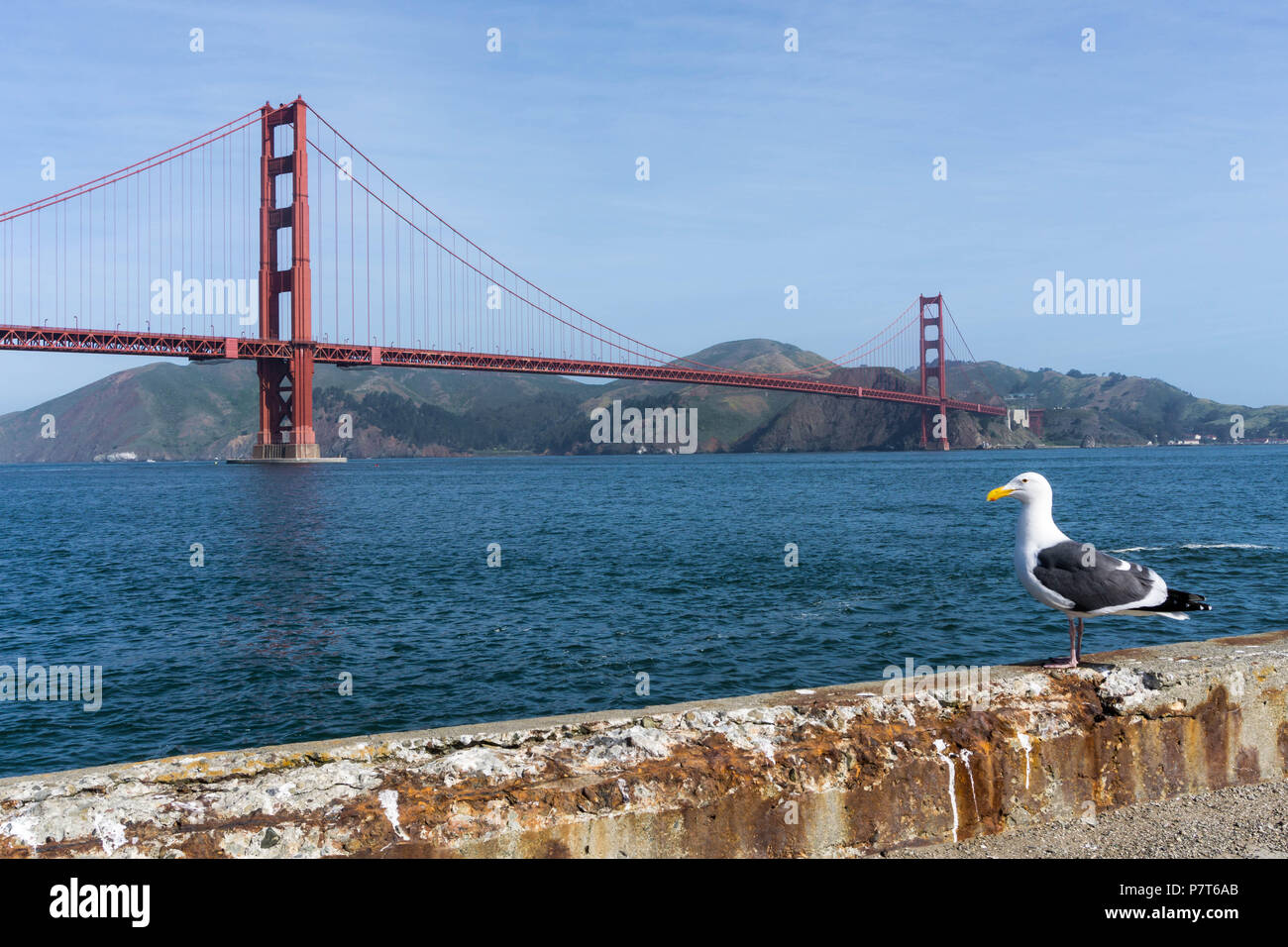 Seagull di fronte al Golden Gate Bridge Foto Stock