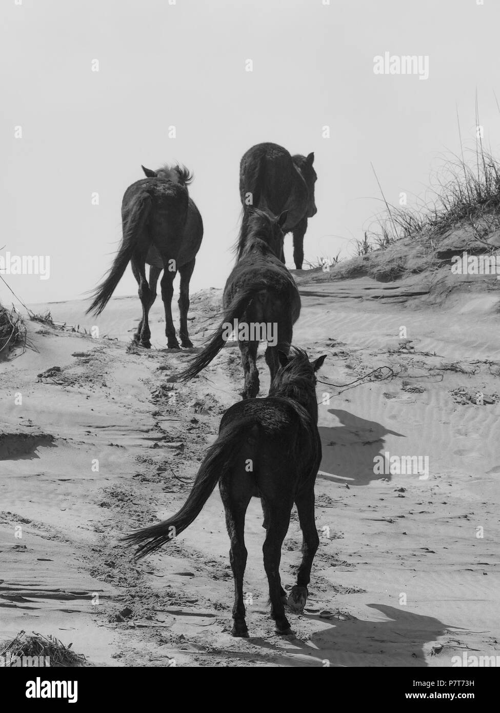 Wildhorse corolla obx Outer Banks nc North Carolina free range wild vagare cavalli spiaggia oceano asateague soundfront mustang mare stallone colt dune pony Foto Stock