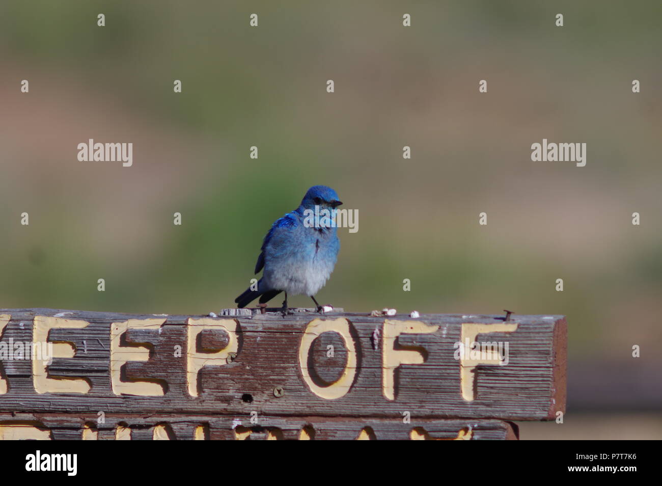 Mountain Bluebird poggia sul mantenere il segno off Foto Stock