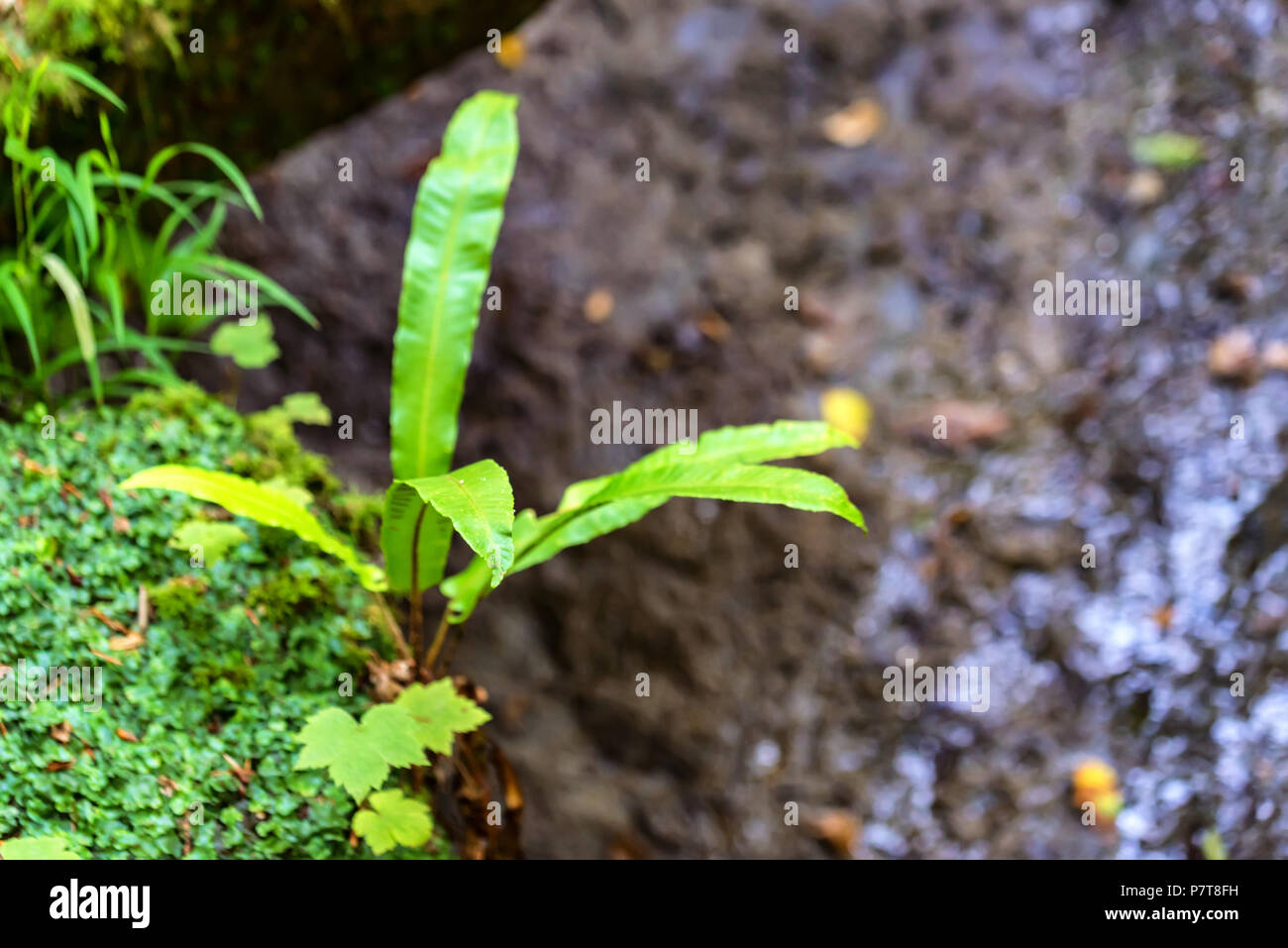 Piccolo verde felce nella foresta vicino Foto Stock
