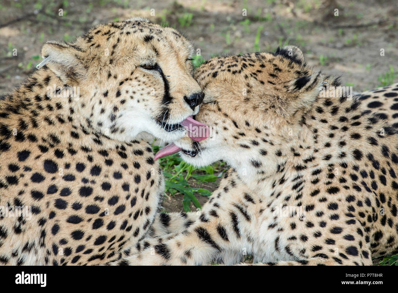 Due Cheetah - Acinonyx jubatus - toelettatura e leccarsi reciprocamente le facce. Namibia Foto Stock Due Cheetah - Acinonyx jubatus - toelettatura e leccarsi reciprocamente le facce. Namibia Foto Stock