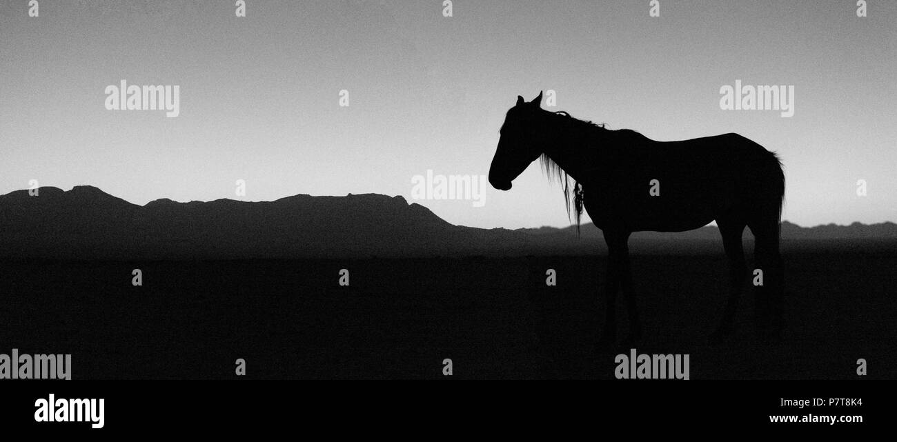 Wild Horses - Equus caballus - Deserto adattato i cavalli del deserto del Namib. In piedi da solo con shaggy mane silouettted contro il falso alba. Nero Foto Stock