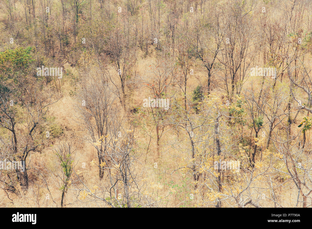 Foreste degradate a secco alberi aride ed erba. Foto Stock