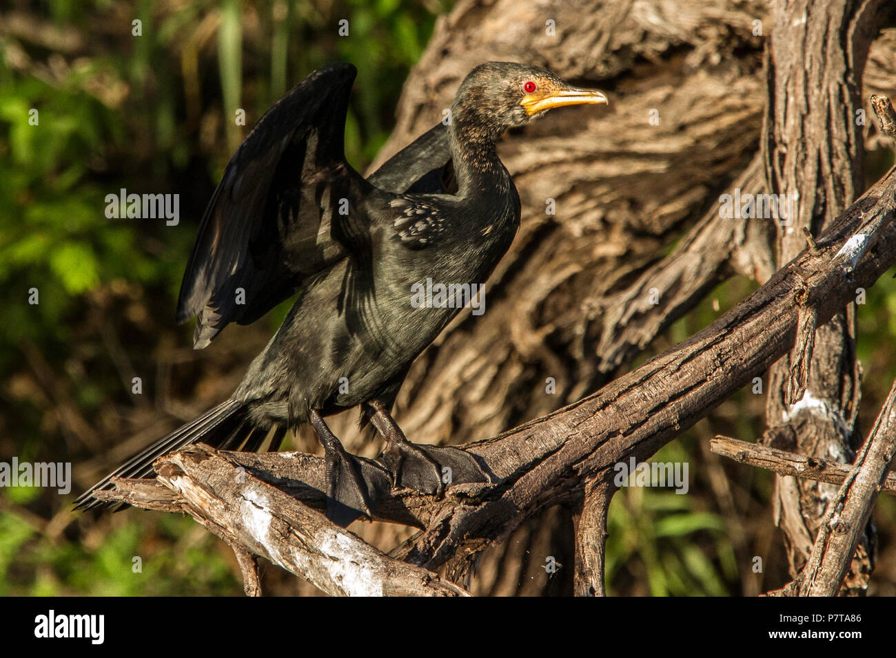 African Darter - Anhinga Rufa - ali di essiccazione al sole del pomeriggio, appollaiato su un ramo morto oltre il fiume Kavango nel nord della Namibia. Foto Stock
