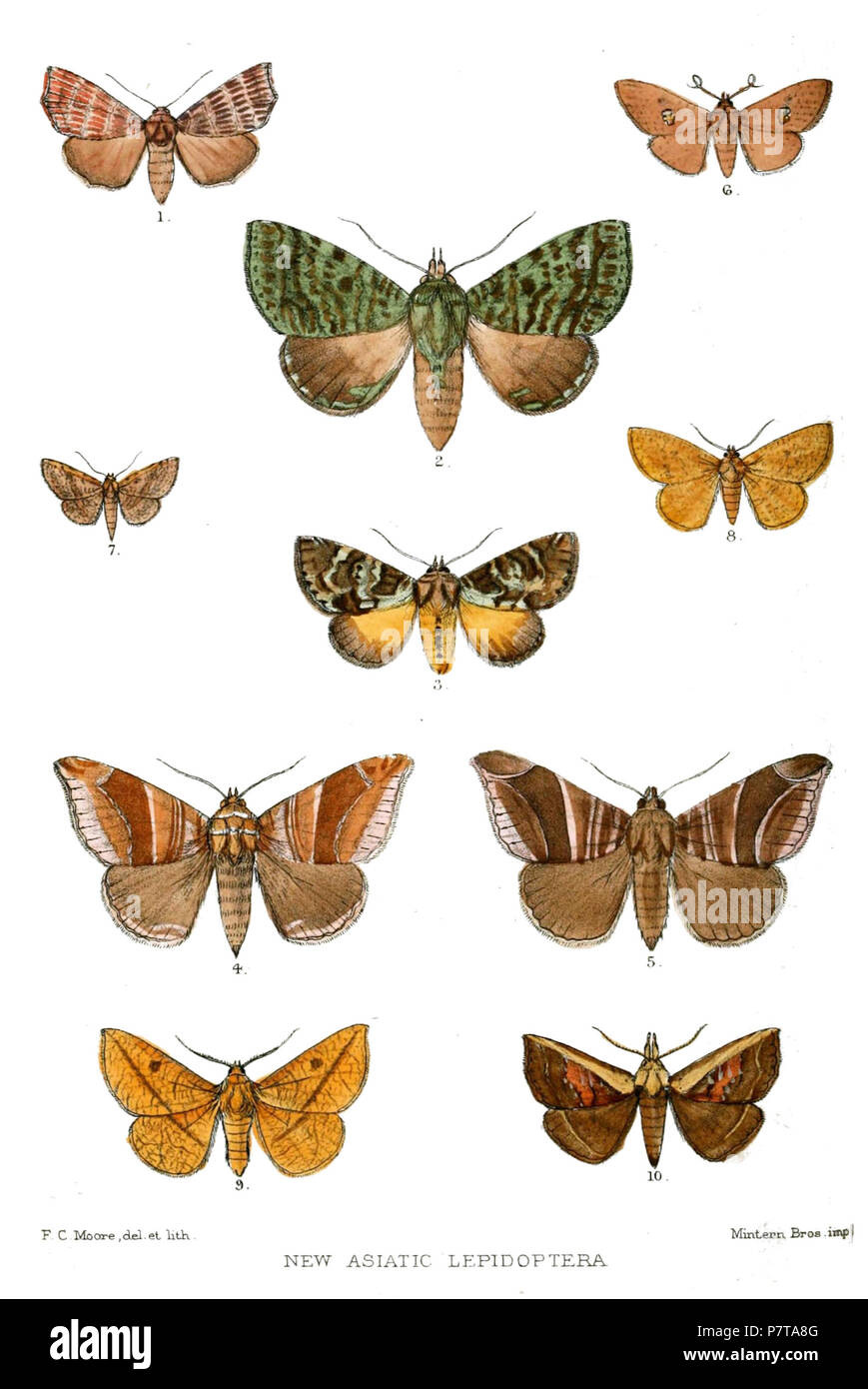 I Lepidotteri asiatico 1 Gonitis trilineata 2 Donda striatovirens 3 Donda ornata 4 Naxia duplexa 5 Ophiusa acuta 6 Durdara fenestrata 7 Sonagara bivittata 8 Sonagara decussata 9 Sonagara vialis 10 Acharya costalis . 1883 27 AsiaticLepidoptera1883 2 Foto Stock