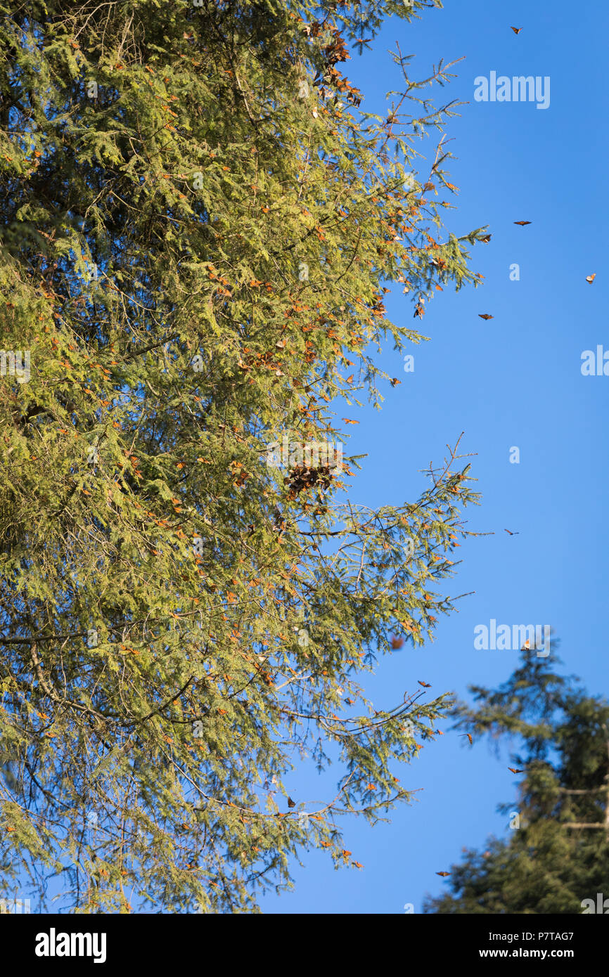 Farfalla monarca in foresta messicana Foto Stock