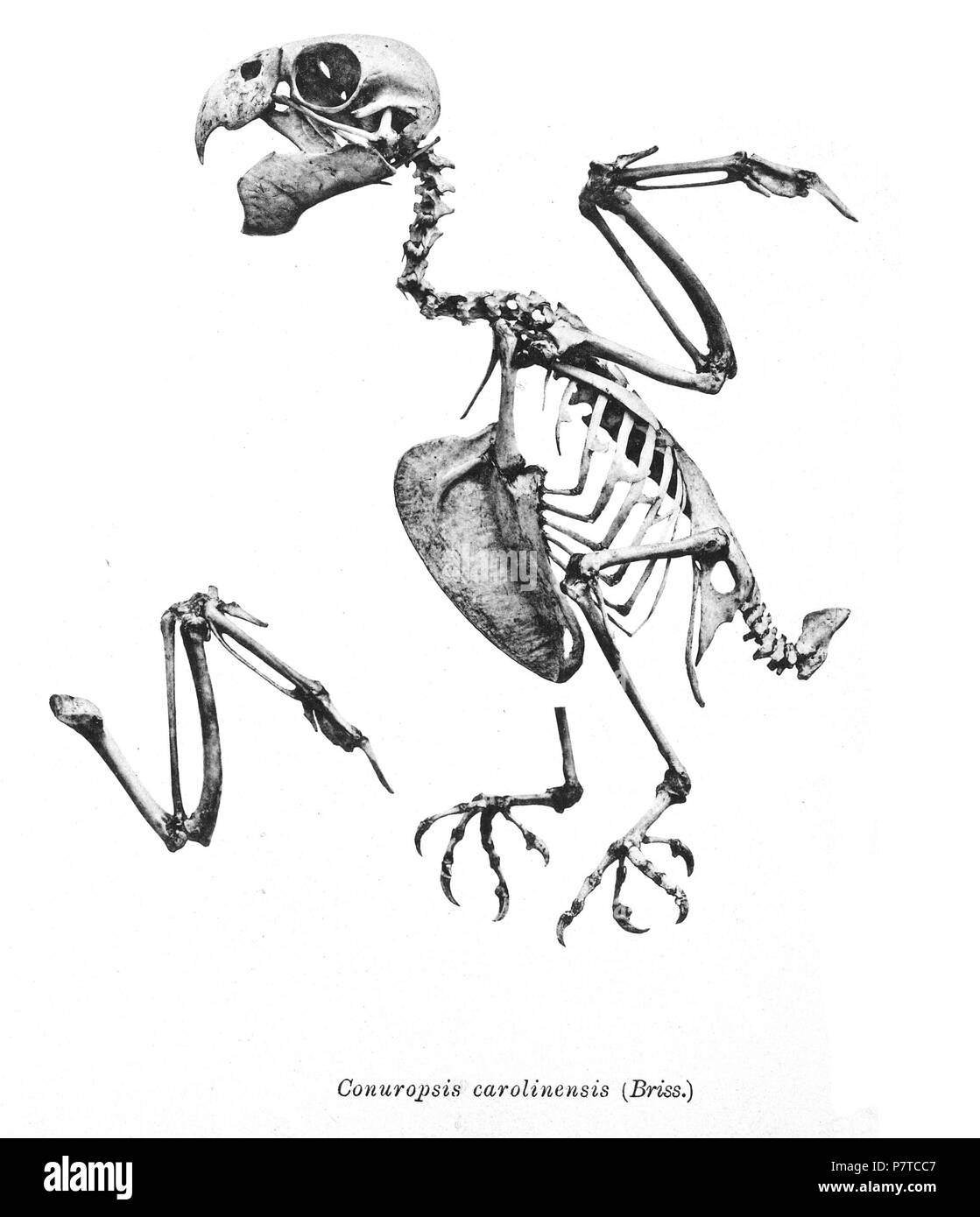 Scheletri di uccelli. Notare che la corrente i nomi scientifici devono essere verificati. Conuropsis carolinensis . 1897 97 Conuropsis carolinensis 226 Foto Stock