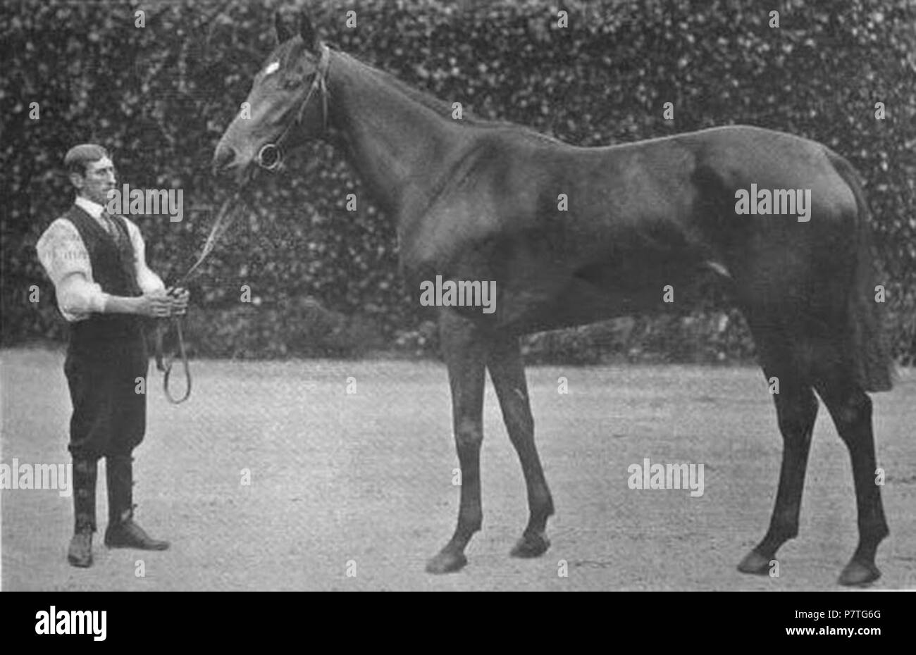 Quintessenza, vincitore del 1903 1000 Guinea. 1903 324 quintessenza (cavallo) Foto Stock